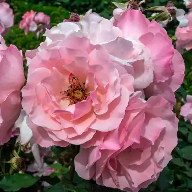 Trandafiri Floribunda - Trandafiri - Pink Elizabeth Arden - 
